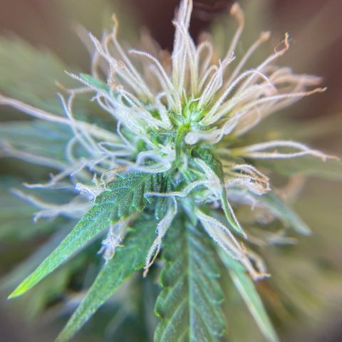 MG001 growlog timeline photo