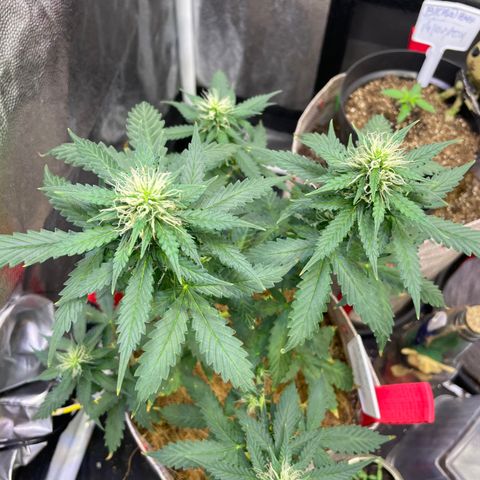MG001 growlog timeline photo