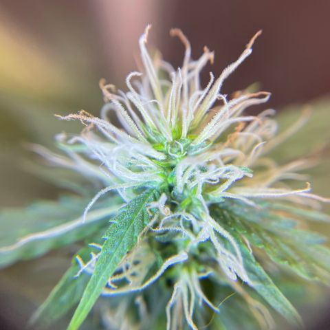 MG001 growlog timeline photo