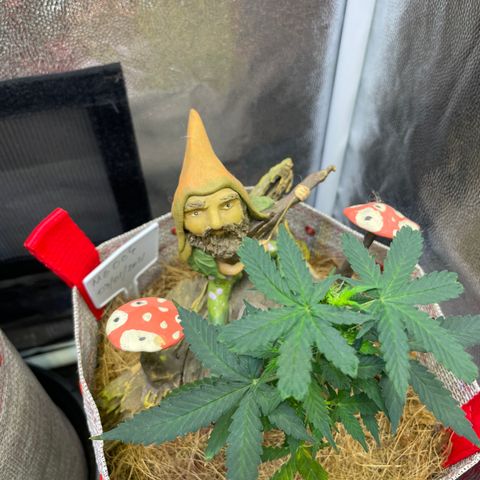MG004 growlog timeline photo
