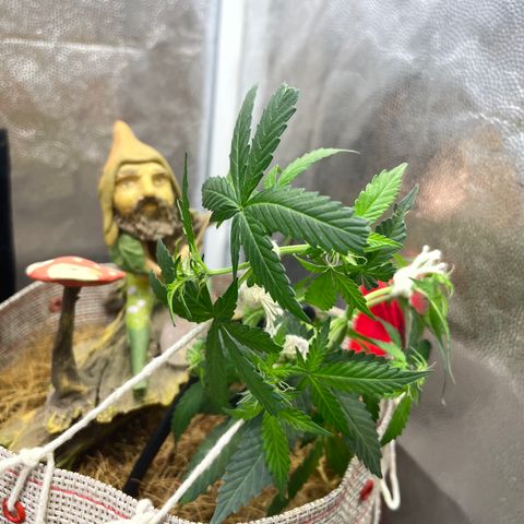 MG004 growlog timeline photo