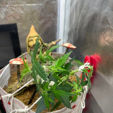 MG004 growlog timeline photo