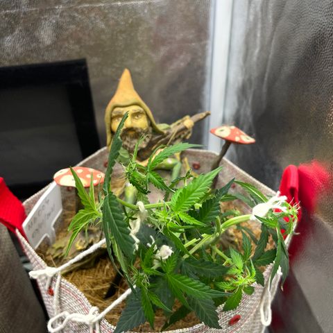MG004 growlog timeline photo