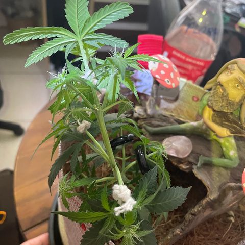 MG004 growlog timeline photo