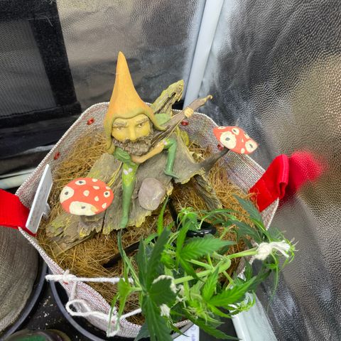 MG004 growlog timeline photo