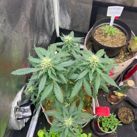 MG001 growlog timeline photo