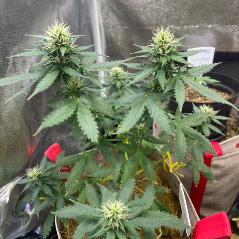 MG001 growlog timeline photo