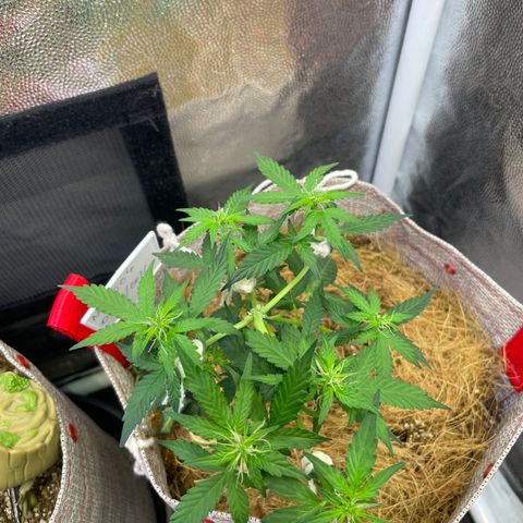 MG004 growlog timeline photo