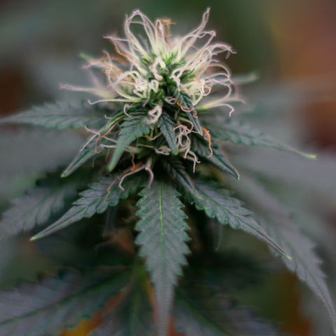 MG001 growlog timeline photo