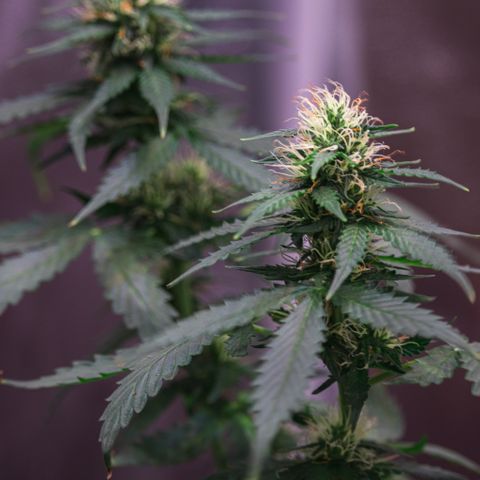 MG001 growlog timeline photo