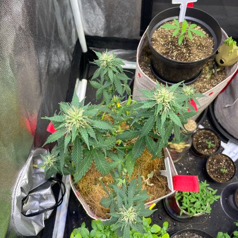 MG001 growlog timeline photo