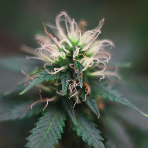 MG001 growlog timeline photo