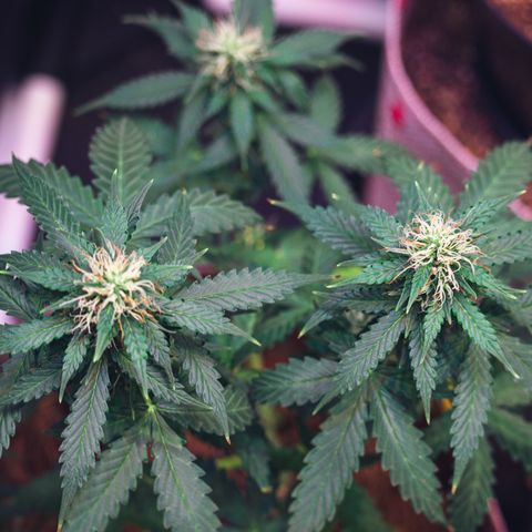 MG001 growlog timeline photo