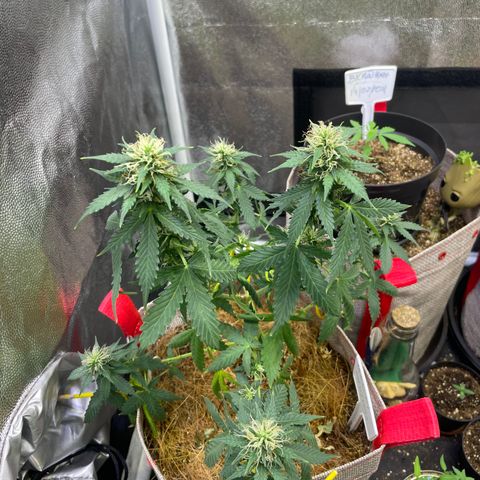 MG001 growlog timeline photo
