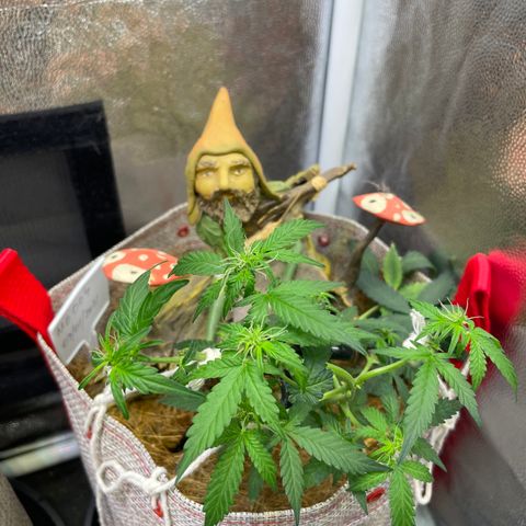 MG004 growlog timeline photo