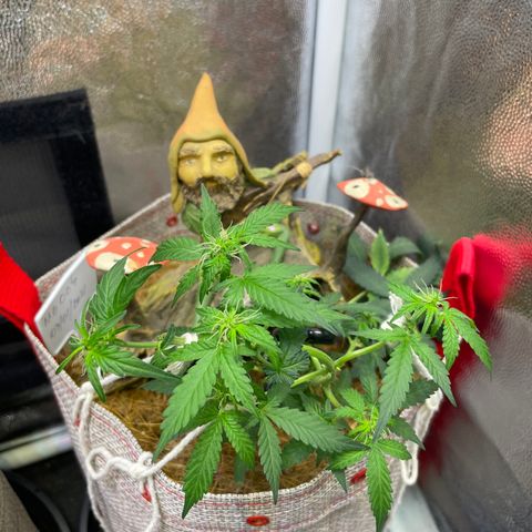 MG004 growlog timeline photo