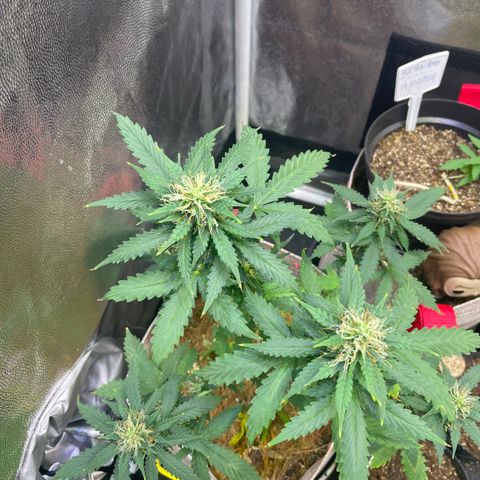 MG001 growlog timeline photo