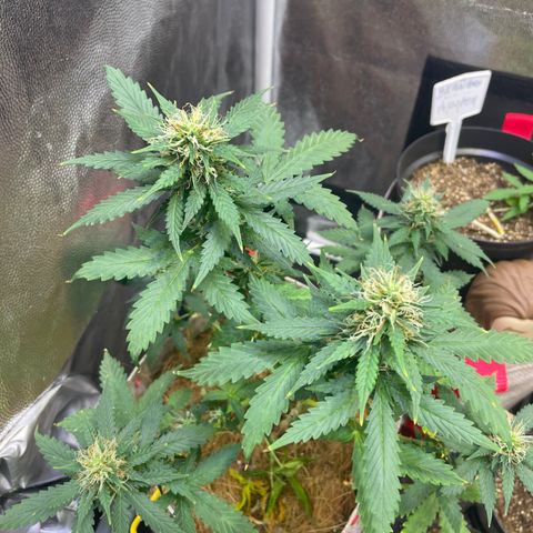MG001 growlog timeline photo