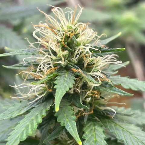 MG001 growlog timeline photo