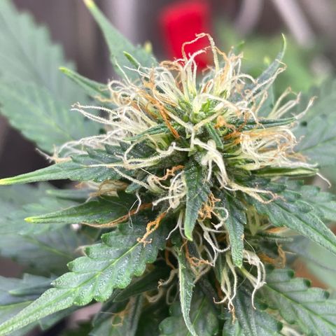 MG001 growlog timeline photo