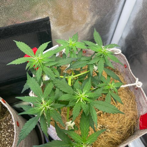 MG004 growlog timeline photo