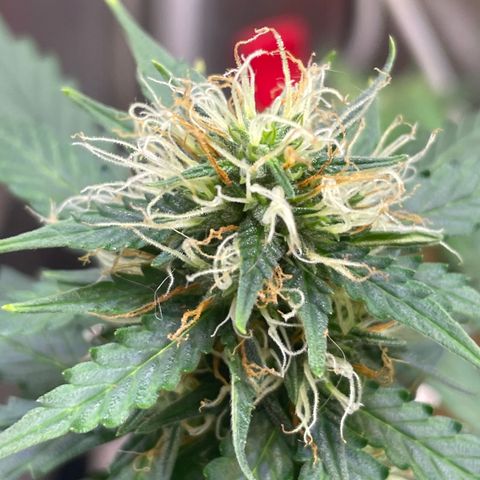 MG001 growlog timeline photo