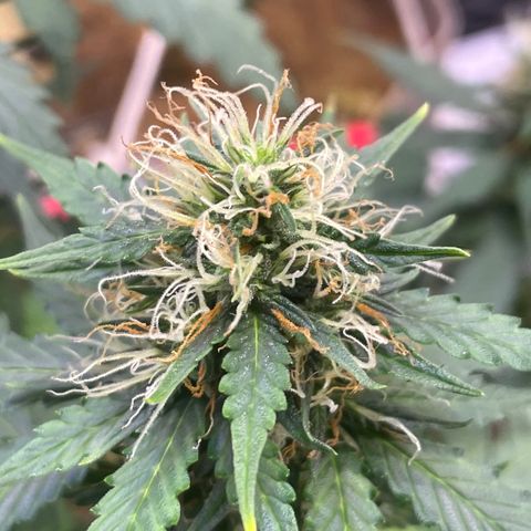 MG001 growlog timeline photo