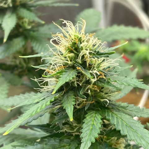 MG001 growlog timeline photo