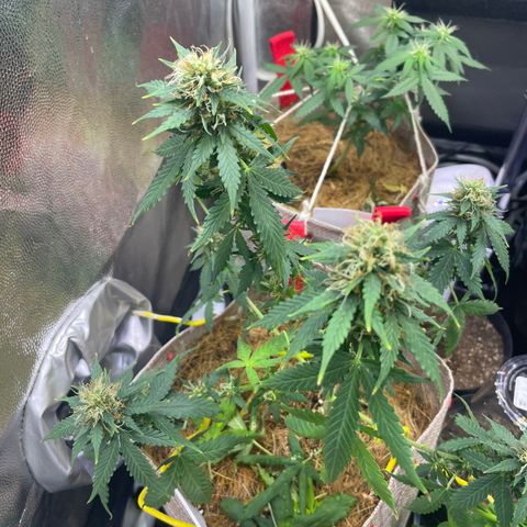MG001 growlog timeline photo