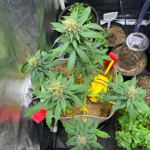 MG001 growlog timeline photo