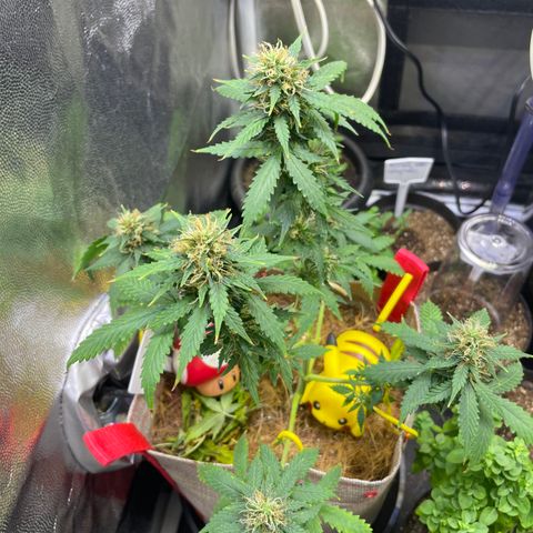 MG001 growlog timeline photo