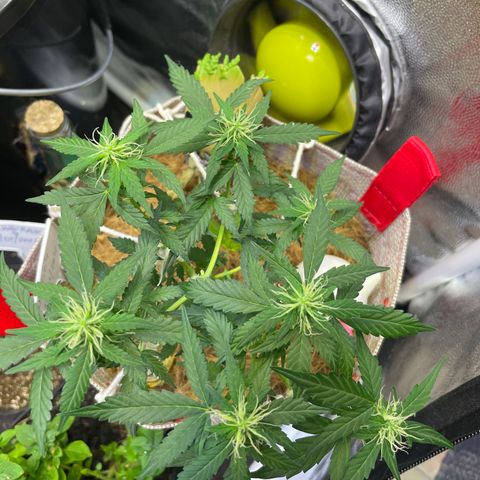 MG004 growlog timeline photo