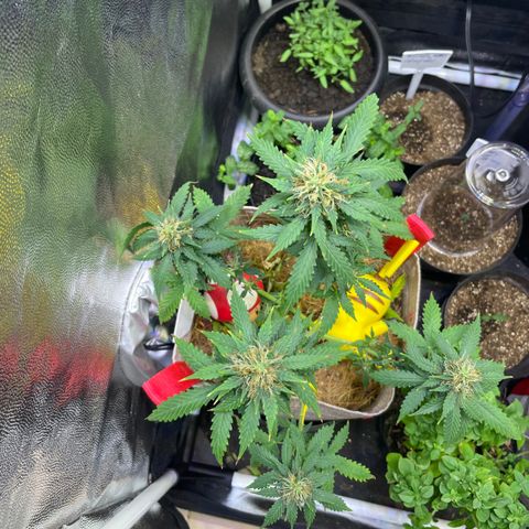MG001 growlog timeline photo