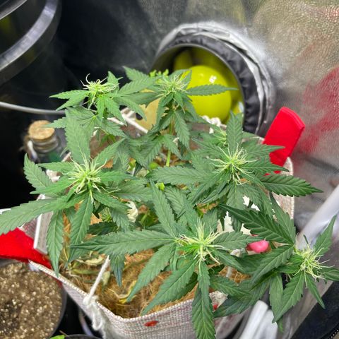 MG004 growlog timeline photo