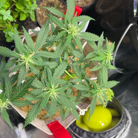 MG004 growlog timeline photo
