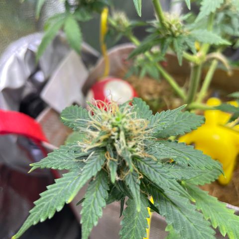 MG001 growlog timeline photo