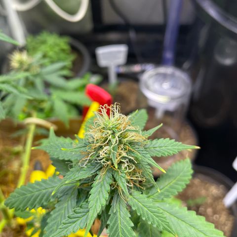 MG001 growlog timeline photo