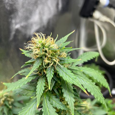 MG001 growlog timeline photo