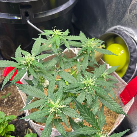 MG004 growlog timeline photo