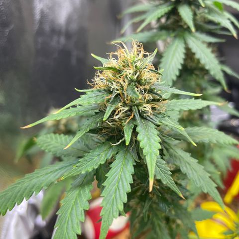 MG001 growlog timeline photo