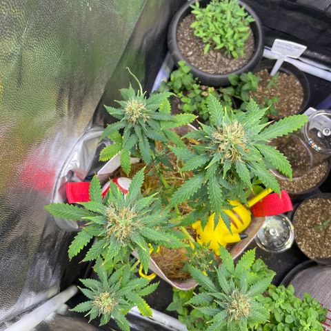 MG001 growlog timeline photo
