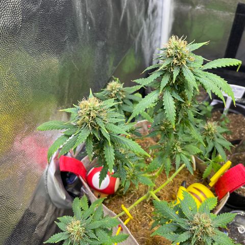 MG001 growlog timeline photo