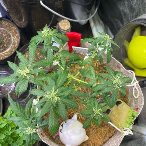 MG004 growlog timeline photo
