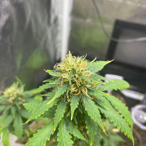 MG001 growlog timeline photo