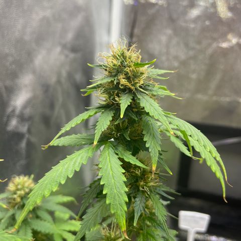 MG001 growlog timeline photo