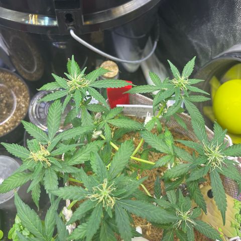 MG004 growlog timeline photo