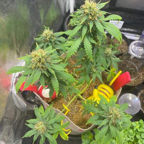 MG001 growlog timeline photo