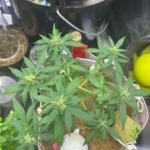 MG004 growlog timeline photo