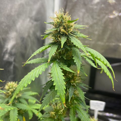 MG001 growlog timeline photo