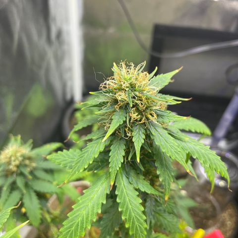 MG001 growlog timeline photo